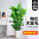 臨雅天堂鳥大型綠植客廳大盆栽發(fā)財樹開業(yè)送禮室內(nèi)大葉綠蘿柱好養(yǎng)植物 天堂鳥1.4-1.5米+白色梯形盆