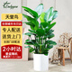 Only you【兩小時(shí)達(dá)】發(fā)財(cái)樹大型綠植花卉室內(nèi)客廳辦公室開業(yè)開業(yè)喬遷送禮 天堂鳥