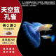 瘋狂水草孔雀魚(yú)活體水族寵物觀(guān)賞魚(yú)冷水耐活小型熱帶魚(yú)淡水魚(yú)苗 天空藍 觀(guān)賞魚(yú)2對【4cm左右】