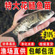 花鰱魚(yú)苗批發(fā)胖頭魚(yú)鰱鳙淡水魚(yú)苗批發(fā)附近本地冷水觀賞魚(yú)次日達(dá)自來(lái)水養(yǎng)不死的魚(yú)雄魚(yú)麻鰱大頭魚(yú)苗 30條5-7厘米花鰱魚(yú)苗【多發(fā)10%防損】