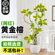 臨雅[拍照選貨]黃金榕綠植客廳大盆栽橡皮樹高端室內(nèi)客廳落地大型綠植 造型黃金榕1.5-1.6m+米白圓球盆