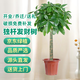 京東綠植發(fā)財樹大型綠植辦公室內(nèi)花卉招財植物盆栽除甲醛0.9-1m源頭直發(fā)