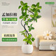 臨雅網(wǎng)紅孟加拉榕綠植客廳大盆栽室內(nèi)大型植物落地高山榕花卉盆栽 孟加拉榕樹1.6-1.8m【創(chuàng)意球盆】