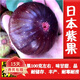歐悟無(wú)花果樹(shù)苗高產(chǎn)水果苗特大無(wú)花果苗南北方陽(yáng)臺種植盆栽地栽果樹(shù)苗 紫果6年苗【當年結果】 60cm(含)-165cm(不含)