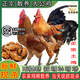 新鮮現(xiàn)殺大公雞農(nóng)家散養(yǎng)大紅公雞正宗土雞整只走地雞青腳雞溜達(dá)雞 當(dāng)天現(xiàn)殺/每只保留(雞腰心肝胗) （2只散養(yǎng)土公雞）凈重5.5-6斤