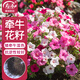 壽禾 矮牽?；ǚN子種苗混色盆栽花卉種籽 牽?；?矮牽?；焐?1萬(wàn)粒/袋