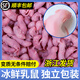 MO爬屋 MOPAWU冰凍紅皮新鮮乳鼠小白鼠粉皮幼鼠崽獨立包裝喂寵物蛇飼料Mos爬屋 紅皮/開口料（1-2.8克/只） 6只 順豐包郵 獨立包裝