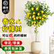 臨雅的花園香水檸檬樹苗盆栽可結(jié)果樹苗可食用大型綠植室內(nèi)客廳四季好養(yǎng)植物 檸檬樹1.4-1.5米+聚寶盆