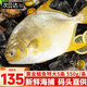 漁吻 金鯧魚(yú)新鮮海捕國產(chǎn)金鯧魚(yú) 深海魚(yú)平魚(yú)鯧魚(yú)鮮活冷凍魚(yú)類(lèi) 【5條】黃金鯧魚(yú)550g/條