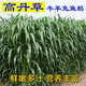 斡爾牧場黑麥草種子多年生四季耐寒牧草種子雞鴨牛羊魚草畜牧養(yǎng)殖高產(chǎn)草籽 高丹王草1斤【一年生高產(chǎn)型】