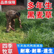 蓿蕾黑麥草種籽子四季多年生牧草種子耐寒畜牧養(yǎng)殖草種喂豬牛羊魚草 10斤裝：進(jìn)口多年生黑麥草種子（一畝地用量）