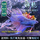 無紋藍斗魚活魚免打氧淡水魚苗觀賞魚耐活好養(yǎng)懶人中國斗魚冷水魚 游龍魚苗3公分5條