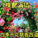 京悠雨德國薔薇花苗藤本月季大花濃香庭院爬藤植物花卉盆栽陽臺玫瑰爬墻 四季爬藤 粉龍2年苗1棵【當(dāng)年開花】 含盆