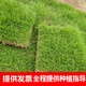鑫意（xinyi）草皮帶土真草坪別墅庭院綠化四季青馬尼拉草玉龍草免修剪草坪種子 狗牙根草皮 1平方
