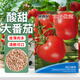 貝意品西紅柿種子老品種毛粉番茄陽(yáng)臺(tái)盆栽庭院四季高產(chǎn)蔬菜種子籽孑高產(chǎn)