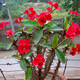 江影清 虎刺梅鐵海棠綠植花苗帶花四季開(kāi)花陽(yáng)臺(tái)盆栽花卉室內(nèi)客廳綠色植 不含盆