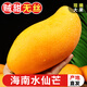 探味君 海南水仙芒果 應(yīng)當季熱帶現(xiàn)摘新鮮水果金煌黃皮芒甜心芒大果 凈重2.8-2.99斤 【實惠中果】試吃嘗鮮