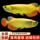 金龍魚(yú)活魚(yú)幼苗龍魚(yú)觀(guān)賞魚(yú)練手過(guò)背印尼辣椒血紅龍魚(yú)苗小高背龍魚(yú) 24K純血統高背金龍 23-26CM（芯片證書(shū)齊全）