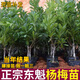 東魁楊梅樹(shù)苗帶土發(fā)貨嫁接仙居黑炭楊梅苗地栽南北方四季當年結果  年苗【30cm-50cm高】 仙居楊梅(帶土帶葉發(fā)貨)1顆