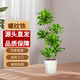 雙盟 螺紋鐵大型綠植盆栽辦公室內四季常青除甲醛5層1.5-1.7m源頭直發(fā)