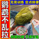 鸚鵡定點(diǎn)排便神器防止鸚鵡八哥亂拉屎尿訓(xùn)練定點(diǎn)上廁所噴霧誘導(dǎo)劑 一瓶裝【噴一噴就學(xué)會(huì)】
