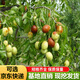 棗樹(shù)活苗當年結果地栽棗子樹(shù)苗南方北方種植棗樹(shù)嫁接苗特大青棗苗 金絲棗4年嫁接苗(當年結果)