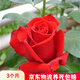 聽(tīng)雪樓品種大花月季切花香水月季花苗 紅雙喜灌木玫瑰陽(yáng)臺盆栽開(kāi)花h  國月【卡羅拉】 含育苗盆