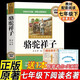 駱駝祥子七年級下冊必讀名著(zhù)京東正版圖書(shū) 人教版語(yǔ)文教材配套閱讀贈核心考點(diǎn)手冊 原版正版完整無(wú)刪減青少年版初中生必讀課外閱讀書(shū)籍 初一下冊學(xué)生閱讀中小學(xué)教輔圖書(shū) 