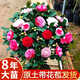 京悠雨德國茶花樹苗山茶花盆栽五色赤丹帶花苞香妃室內(nèi)四季名貴花卉開花 【帶花苞發(fā)貨】五色赤丹【8年精品苗】 不含盆