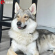 帥帥名寵帥帥名寵北京犬舍純種猛犬捷克狼雙血統(tǒng)家養(yǎng)幼崽護衛(wèi)犬捷克狼幼犬 血統(tǒng)級