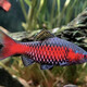 正宗冷水觀賞魚(yú)鉆石彩虹鯽溪流缸王者原生冷水魚(yú)易活群游小型好養(yǎng) 2-3厘米 10條加防損未發(fā)色