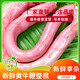 新鮮黃牛整根鞭現宰殺男用滋補食材不含蛋國產(chǎn)商用純鞭1至3斤精修 750g