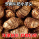 嫩個(gè) 正宗云南小芋頭牛奶小香芋2024新鮮白芽小奶芋農家毛芋頭軟糯艿 0g 1斤【迷你果】【指蓋大嫌小慎拍