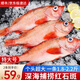 漁游記 紅石斑魚(yú)新鮮整條大眼富貴魚(yú)1.8-2.2斤/條深海魚(yú)海鮮 大號(hào)紅石斑1.8-2.2斤/條*2條