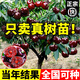 開(kāi)時(shí)果 正宗水果樹(shù)苗大全云南直發(fā) 車(chē)厘子櫻桃水果苗木盆栽南北方種植 智利車(chē)厘子/高50-70cm 原土發(fā)貨（基地直發(fā)-包對版）