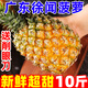 廣東徐聞菠蘿5斤新鮮水果應當季現摘手撕金鉆鳳梨云南香水小菠蘿R 3斤【帶箱嘗鮮裝】