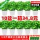 綠有意綠蘿盆栽室內(nèi)植物花卉綠植水培長藤垂吊大葉綠籮新房家用吸除甲醛 120#白色盆吸水盆綠蘿10盆+4肥 帶盆帶土發(fā)貨