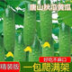 唐山秋瓜種子秋黃瓜高產(chǎn)水果黃瓜陽臺盆栽春季秋季易播種蔬菜種子 唐山秋黃瓜種子(新種） 優(yōu)選種子1包42粒