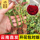 開(kāi)時(shí)果 玫瑰花苗盆栽樹(shù)苗濃香型花卉 月季花苗四季開(kāi)花庭院綠化扦插小苗 黑巴克（黑紅/四季） 3棵裝