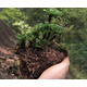 山頭林村野生卷柏盆栽九死還魂草小盆栽植物迷你綠葉植物四季常青 5株一窩帶原土發(fā)貨(易活) 下單