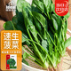IDEAL理想速生菠菜種子耐寒耐熱紅根大圓葉菠菜籽春季四季蔬菜種子大全