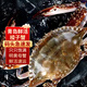 【活蟹發(fā)貨】鮮活梭子蟹 超大螃蟹 飛蟹蟹類(lèi)生鮮 海螃蟹 生鮮送禮 【碼頭直供鮮活發(fā)】2斤4-6只