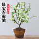 花行榜盆栽樹(shù)苗盆景綠植室內(nèi)花卉(6年2.5cm老樁)精品綠寶石海棠源頭直發(fā)