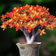 紅葉玉樹老樁花卉多肉植物室內(nèi)盆栽超大顆好養(yǎng)越曬越紅 超大5年老樁22厘米帶養(yǎng)殖盆 不含盆