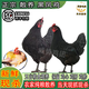 正宗黑鳳雞青腳雞新鮮現(xiàn)殺土雞散養(yǎng)母雞煲湯滋補走地雞大公雞整只 當(dāng)天現(xiàn)殺/每只保留（雞心肝胗） 2只(黑風(fēng)母雞)凈重4.5-5.6斤