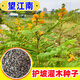 蓿蕾護坡灌木草種子紫穗槐種籽胡枝子礦山復綠草籽豬屎豆刺槐籽銀合歡 甄選【望江南種子/蛇滅門(mén)】1斤