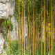 行湘黃金竹苗庭院柵欄觀(guān)賞植物綠化苗 黃金竹1cm粗1棵 源頭直發(fā)