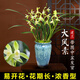劉閣蘭花四季素心大鳳素現(xiàn)帶花苞出售有香味的花苗室內(nèi)陽(yáng)臺(tái)綠植物花卉盆栽 5-8苗帶花苞帶山水如畫(huà)陶瓷盆