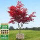 泰西絲紅楓樹苗盆景盆栽庭院地栽綠化苗木 紅楓樹苗約2cm粗 源頭直發(fā)