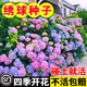 京厽繡球花種子繡球花種籽子四季播種開(kāi)花多年生花籽種植庭不支持退貨 混色繡球約500粒+肥料